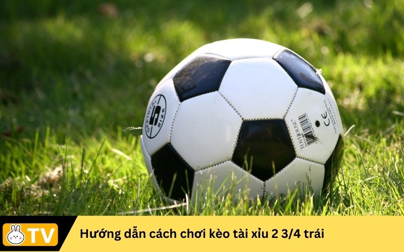 tài xỉu 2 3/4 trái